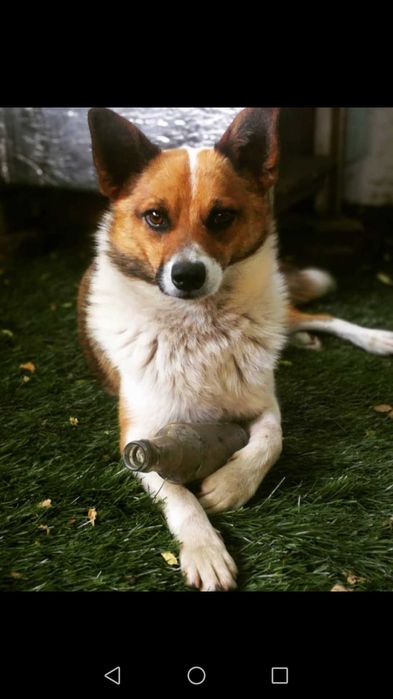 Пропала собака, кобель, пес