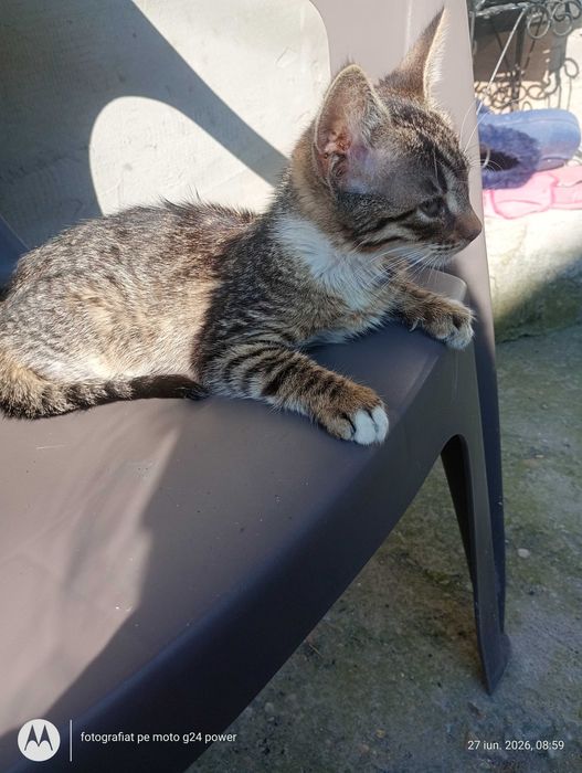 Adopție pisicuțe