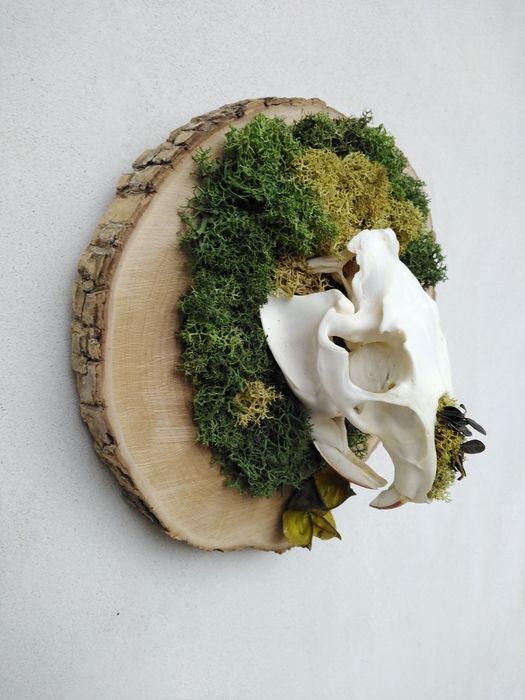 Череп от нутрия. Трофей. Скандинавски мъх