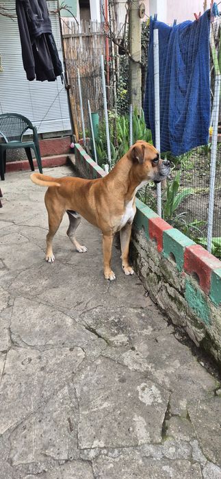 Арес на 4 г търси дама