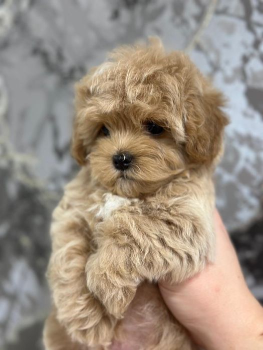 Продаются щенки мальтипу мальчики