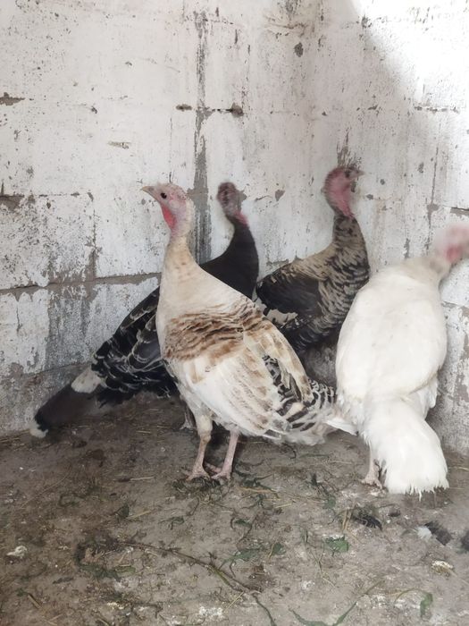 Продам куры домашние