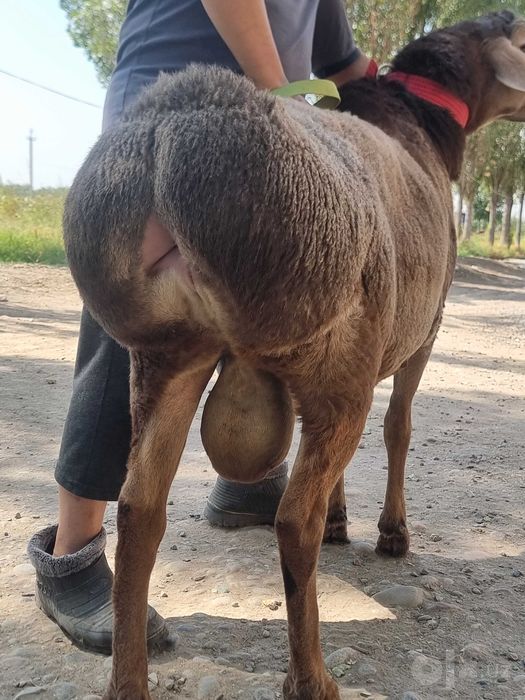 Arashan zoti, sifatli, baquvvat, sog'lom, qo'chqorlar sotiladi