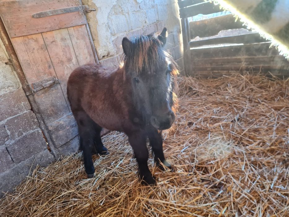Vând/ schimb mânz ponei