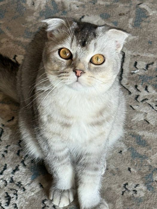 Срочна продается Скоттиш Фолд