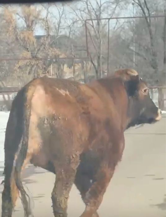 Жирный Бык с откорма