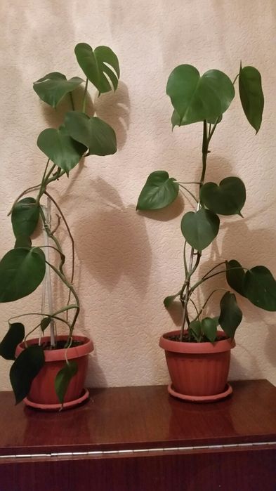 Цветы: Монстера, Щучий хвост ( Сансевиерия), Алоэ