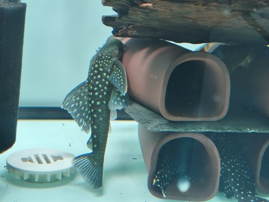 Налични полово зрели риби