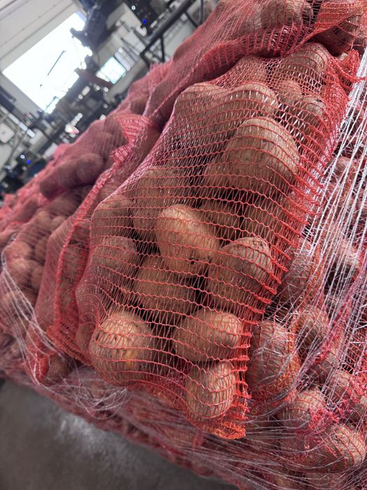 Cartofi consum si samanta carrera,riviera E, bellarosa, ect