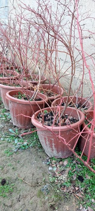 Голубика  3 yillik koʻchatlar