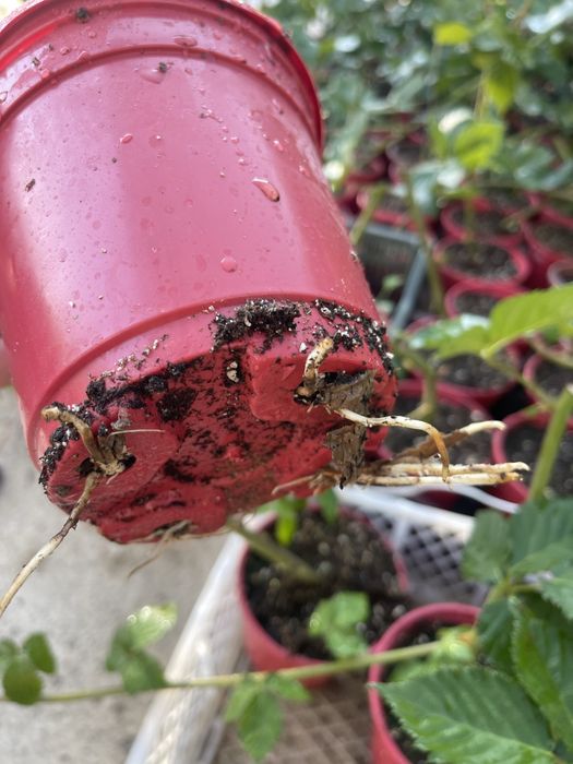 Ежевика сорта Блэк джем , Тройная корона , Астерина