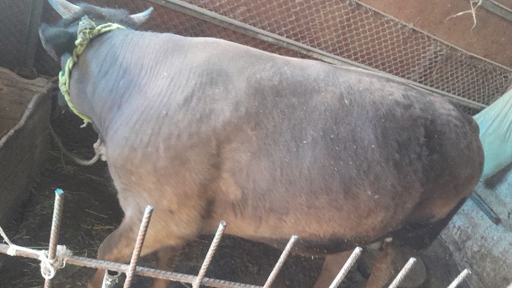 Бұқаша сатылады.