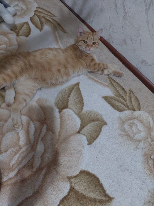 Отдам в добрые руки.