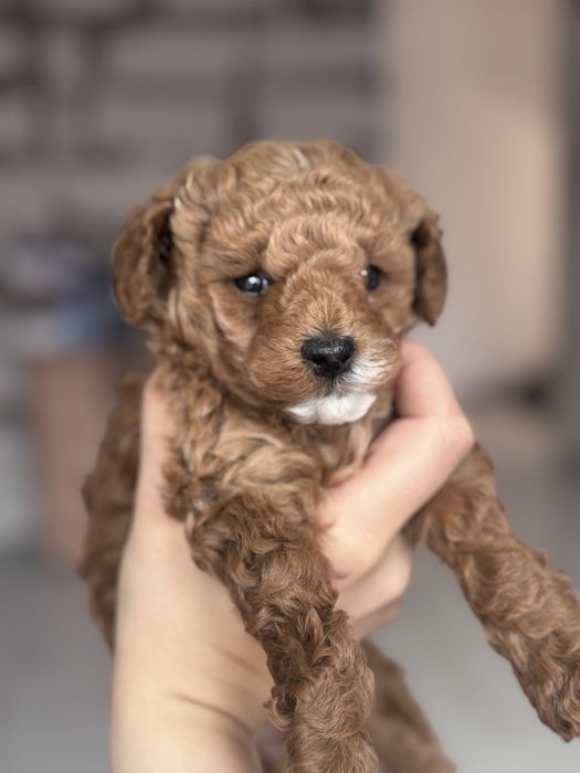 Пудел Той- женски