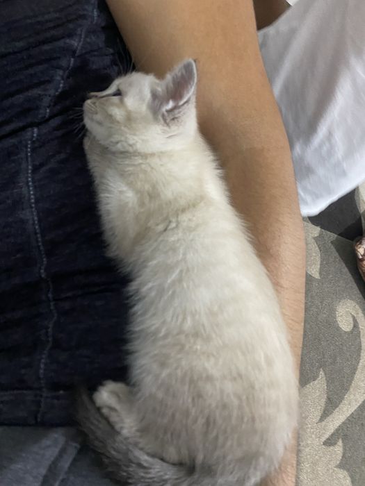 Отдам котенка в добрые руки