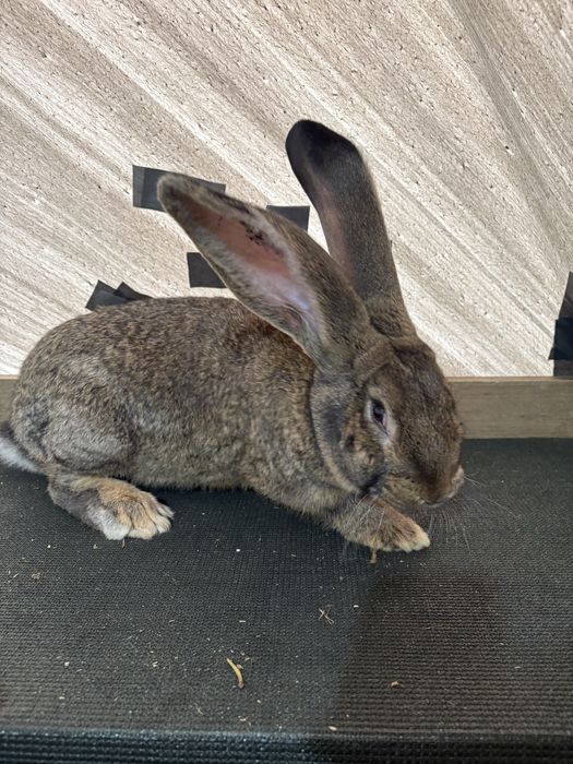 Femela si Mascul Urias german