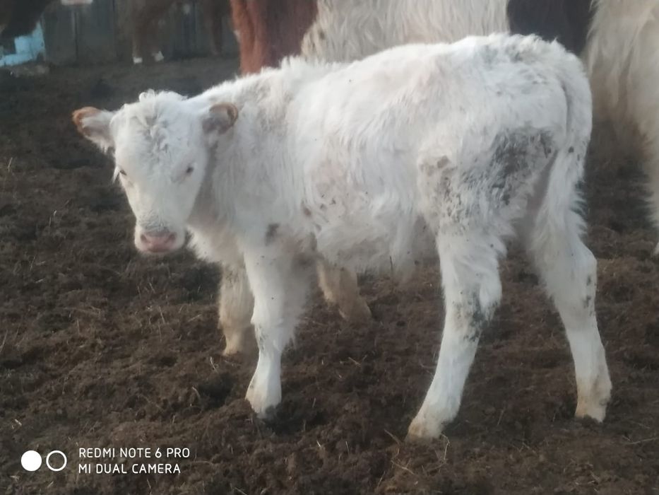 Продам корову с теленком