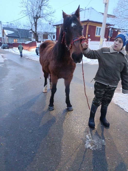 Vând sau schimb iapa de 8 ani