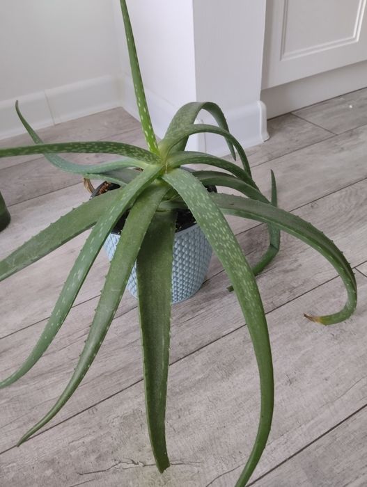 Алоэ лечебное цветок