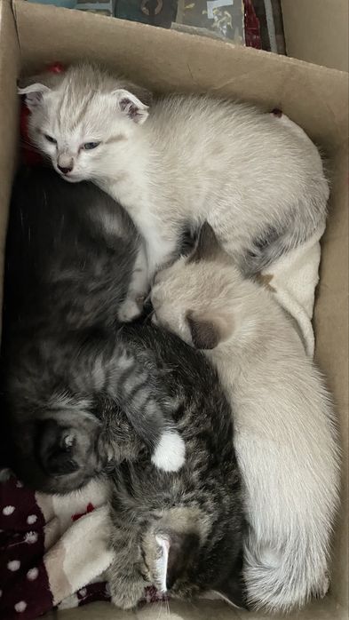 Котята скоттиш страйт и фолд