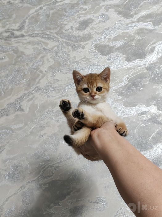 Чистокровные малышки