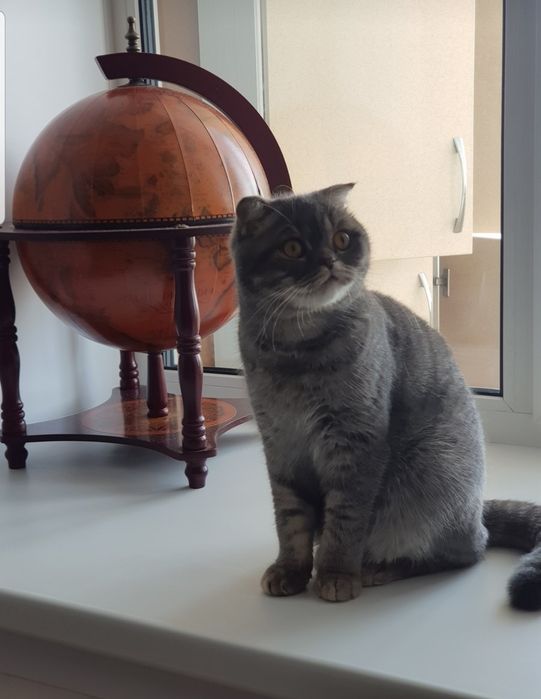 Передержка Ваших кошек