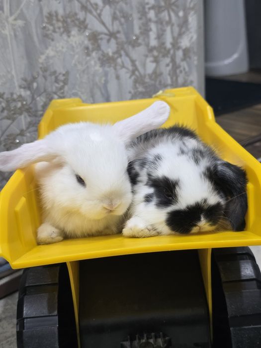 Quyonchalar dekorativniy