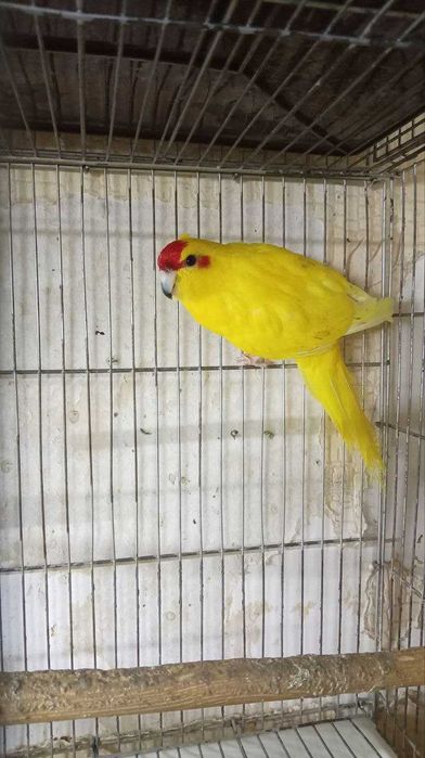 Какарик Самец 3 года