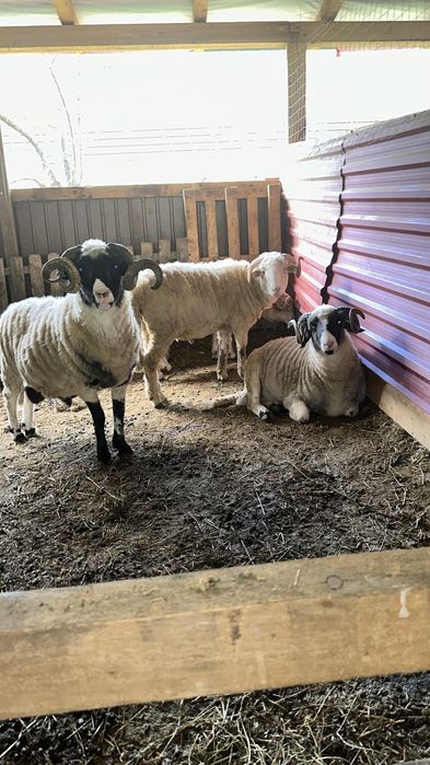 Oi bune bale si breze cumparate de la  crescători mari