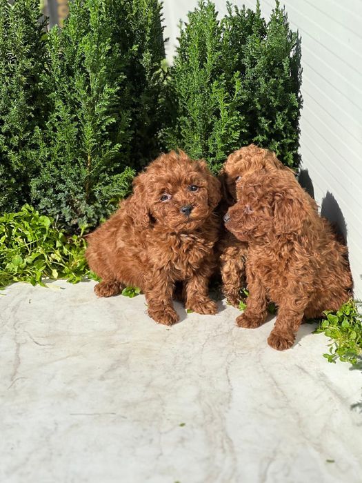 Пудел Той/Poodle Toy