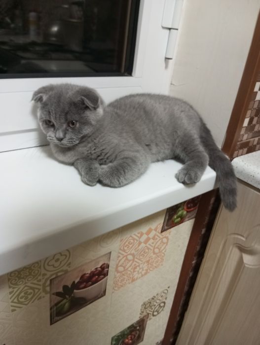 Продаются котята:Скотиш Фолд.