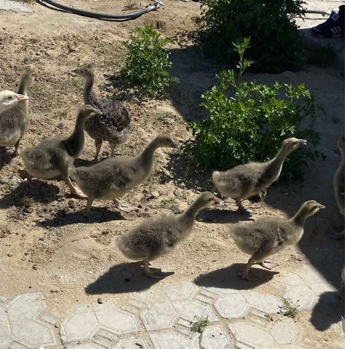 Крупно-серые Гусята 3недельные продам