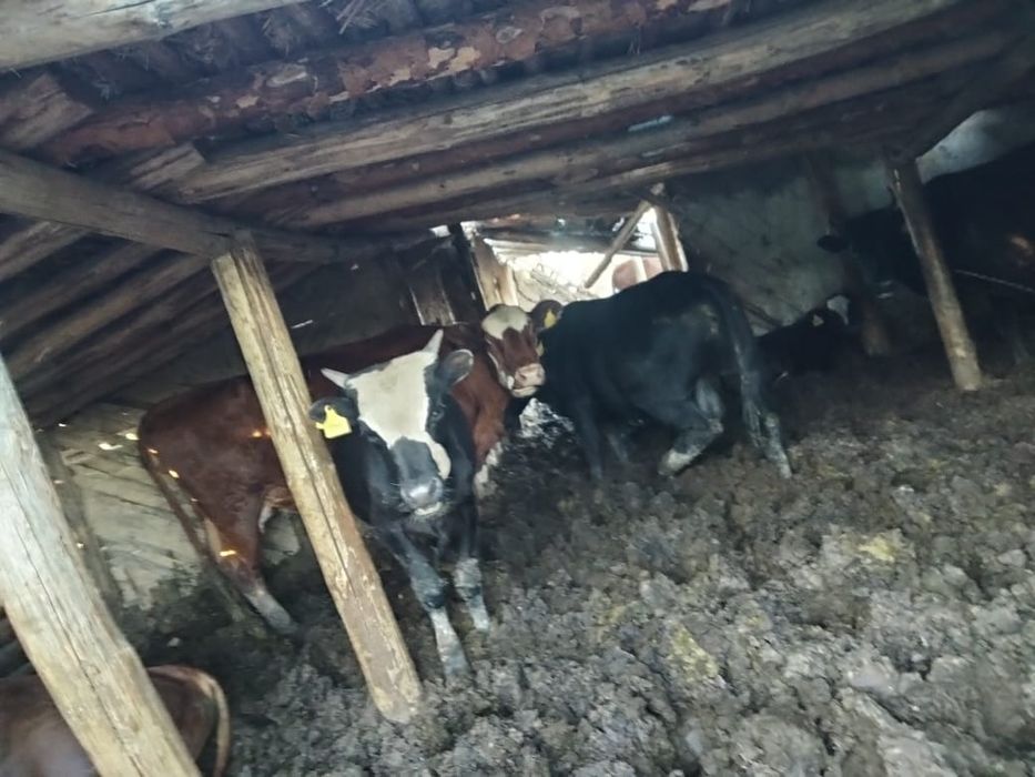 Корова продается