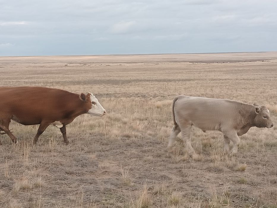 Ұлы мен анасы арасындағы жыныстық қатынас