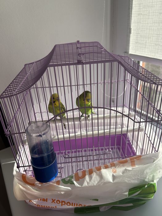 Продам 2х попугаев