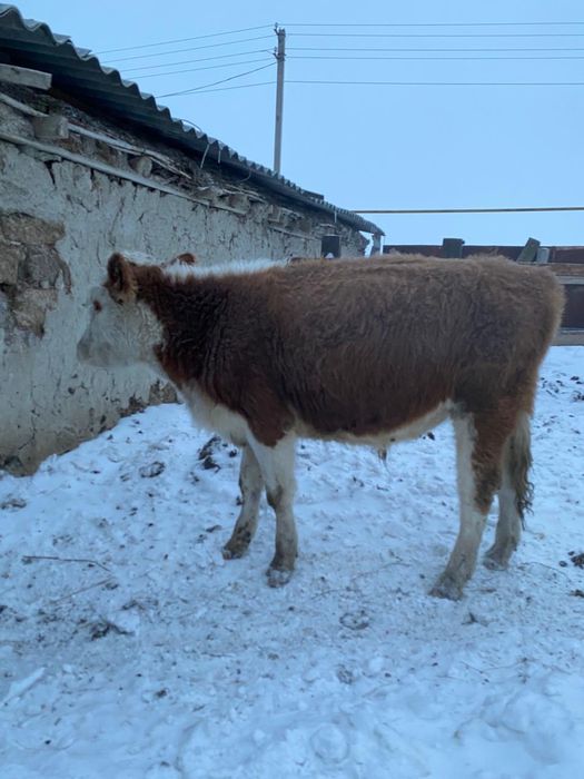 Продам , годовалый бычок.