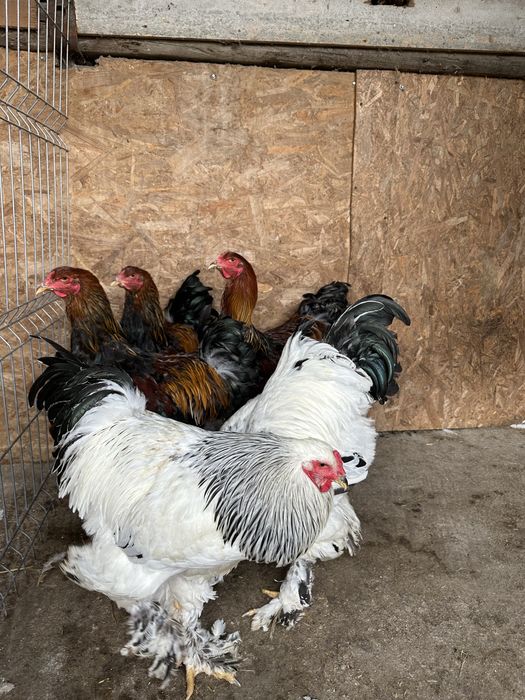 Disponibile pasari brahma