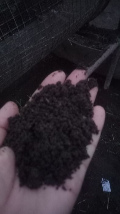 Чувалчанглар аксияда