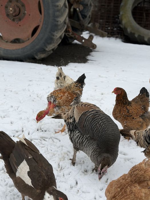 Pereche de curci pentru reproducere