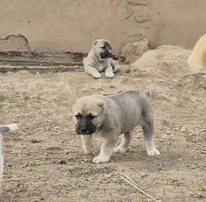 Күшіктер сатылады