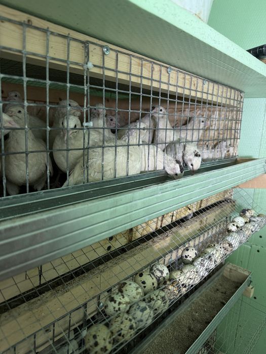 Beliy gigant bedana tuxumlari