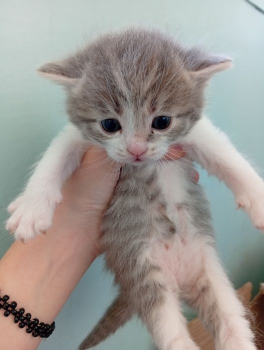 Отдаю котят бесплатно срочно