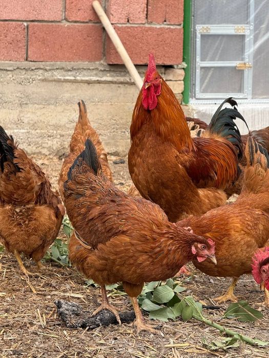 Цыплята, яйцо инкубационное породы Хан Хяп 3 (ТодЖон)