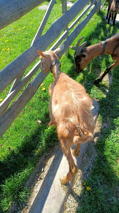 CĂPRIȚE DE VÎNZARE CU CITE 2 Ieduți și un tap