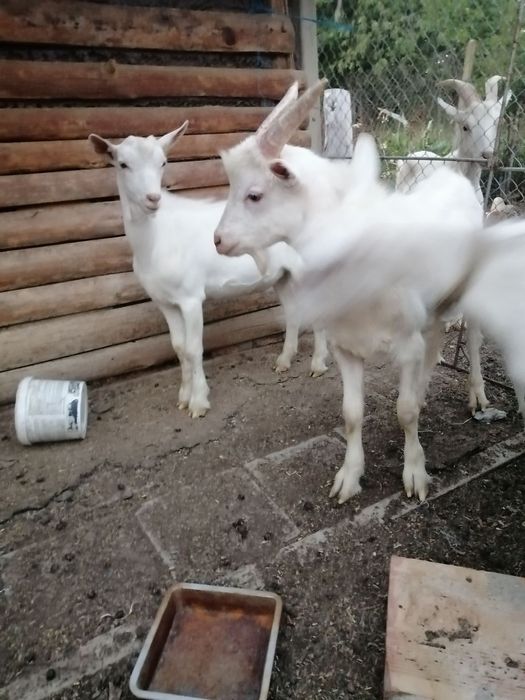 Женски и мъжки ярета