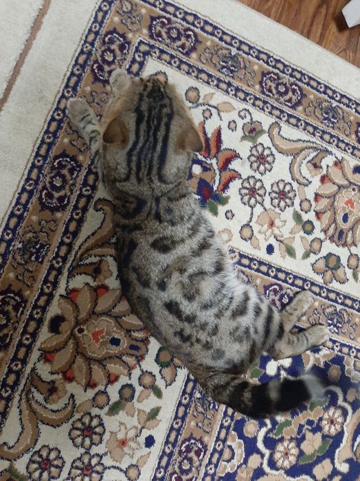 Bengal mushuk sotiladi