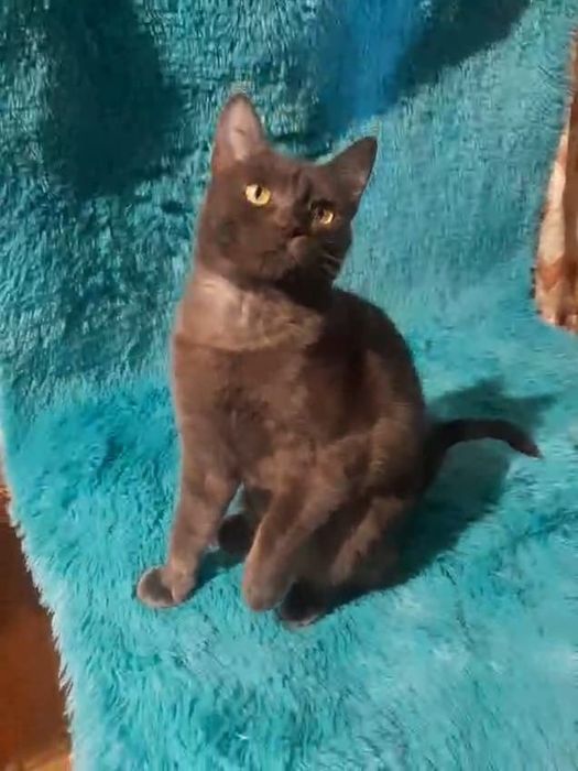 Котенок-подросток в добрые руки