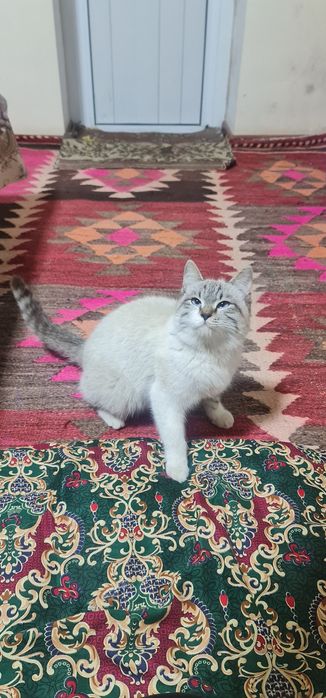 Скоттиш страйт колор пойнт