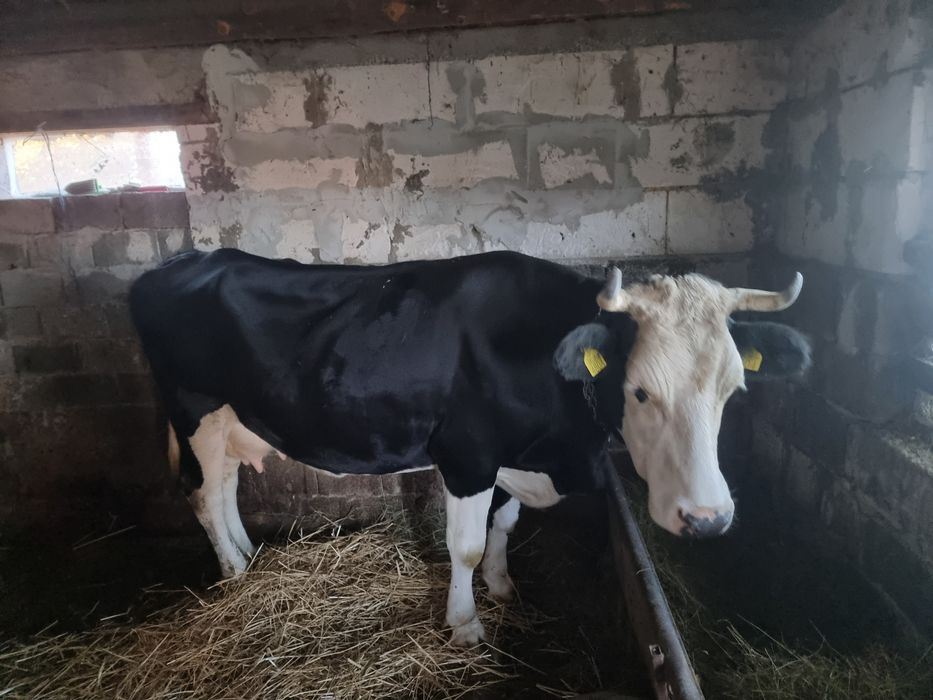 Vaca de vanzare  !