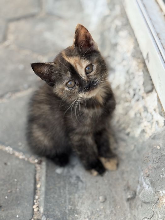 Котята девочки 2 месяца